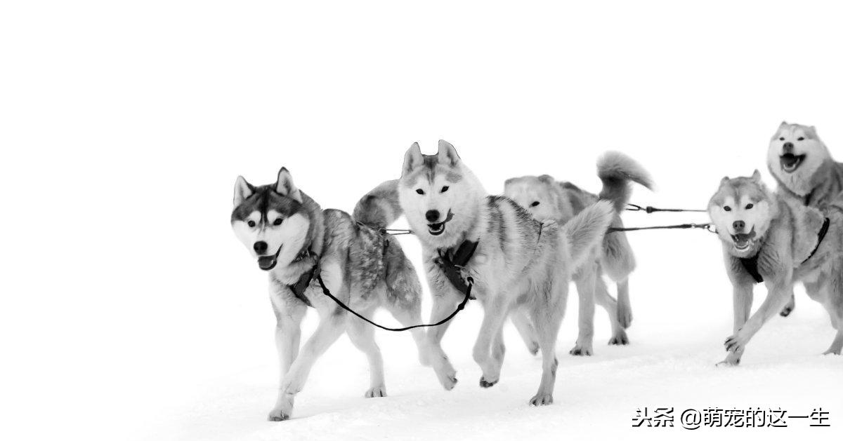 最不建议养的狗阿拉斯加,阿拉斯加成犬好养吗