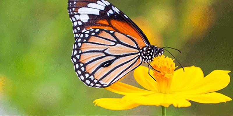 adobephotoshop国际认证标准教程,adobephotoshop经典教程彩色版