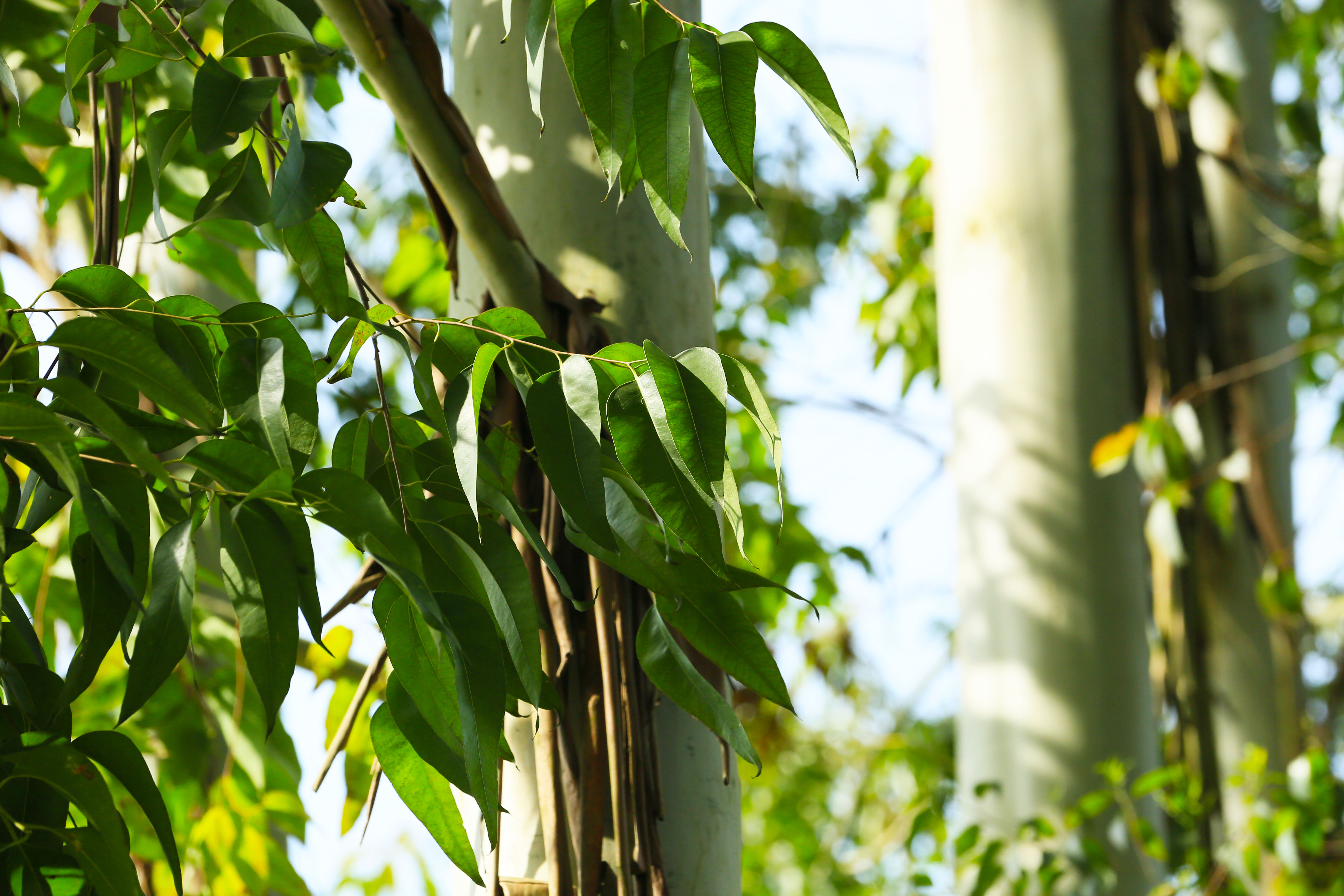 桉树林风景,自然生长的桉树林