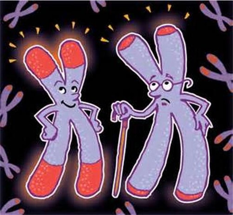 壁虎为什么有再生尾巴的能力,壁虎的尾巴再生原理