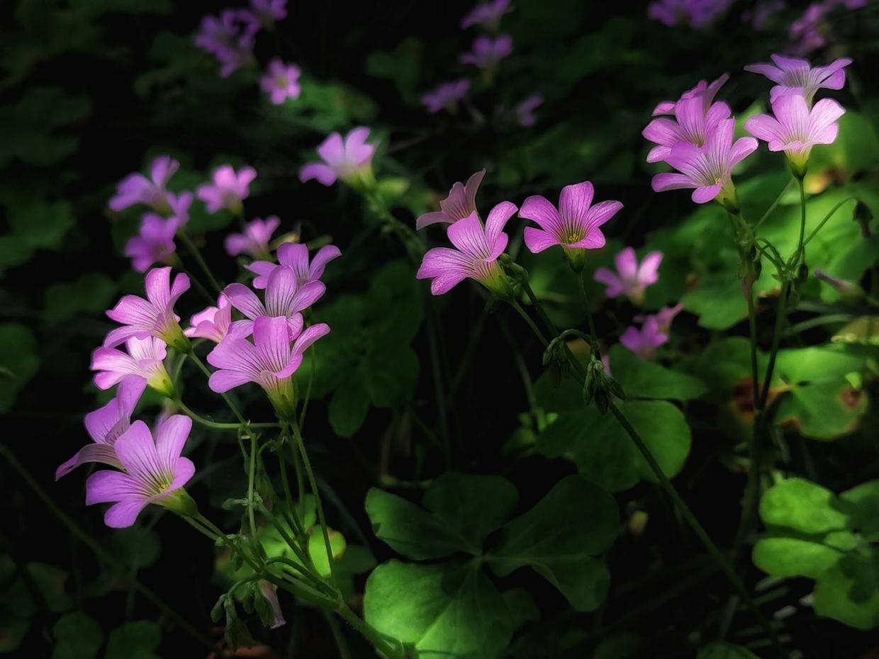 白花三叶草开花图片,开花三叶草浓密款