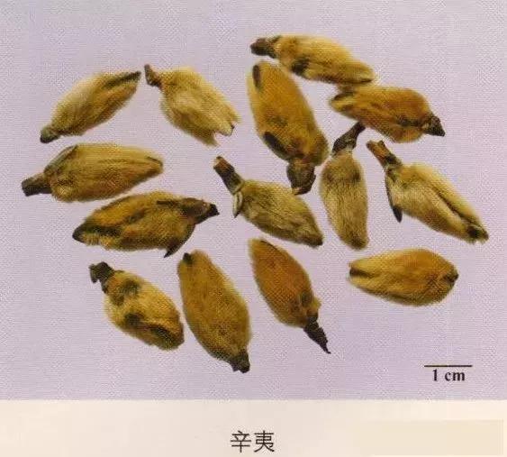 中药材图片大全大图带药名,200多味中药材图谱带图