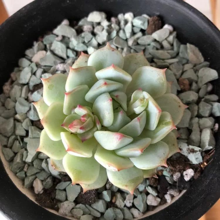 新手小白入坑多肉必看攻略,多肉新手入坑必备指南