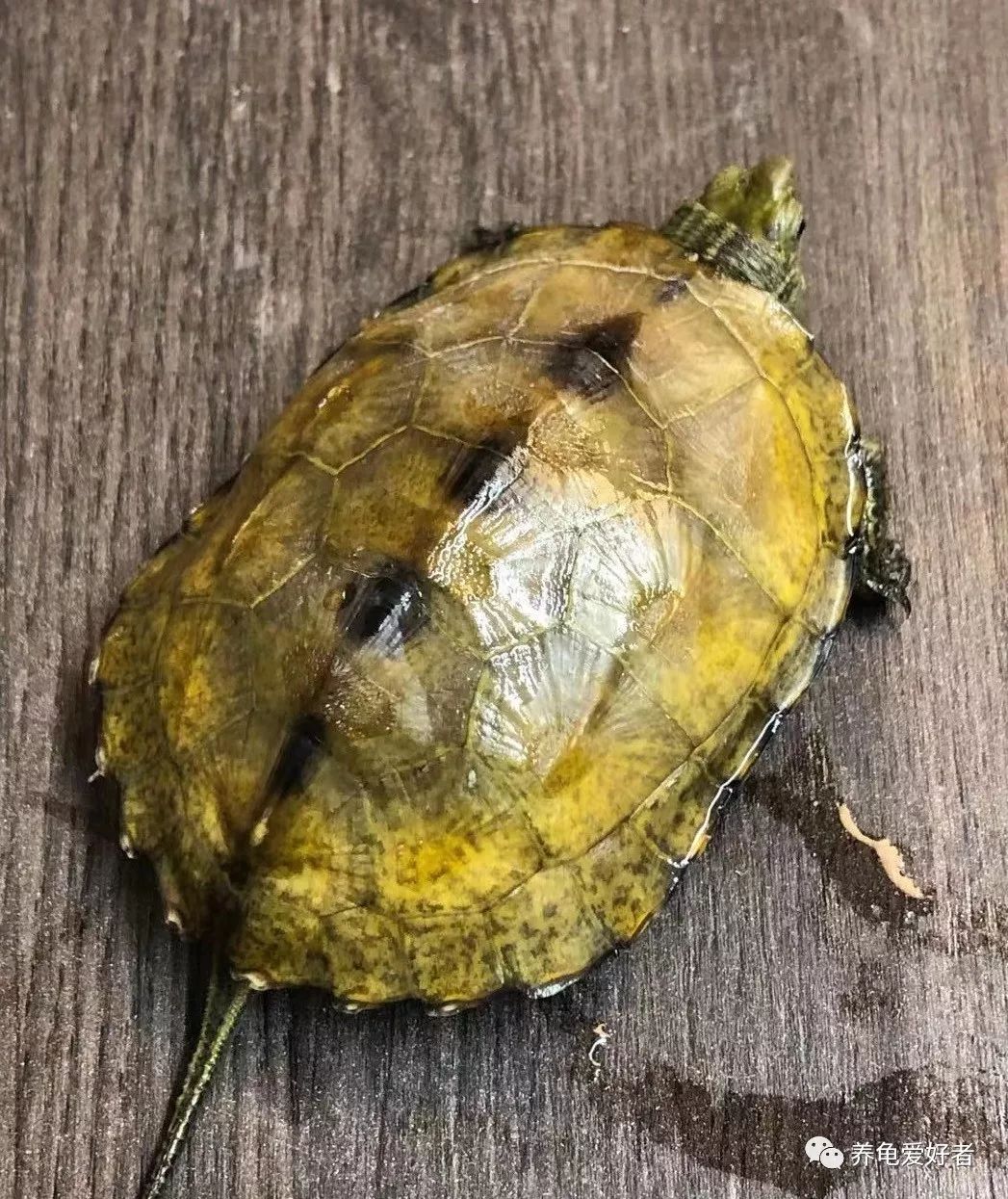 深水淹死龟其实浅水养龟更可怕,养龟简单吗