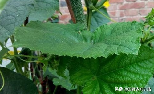 露天黄瓜地膜种植方法视频,山东黄瓜露天种植时间和方法