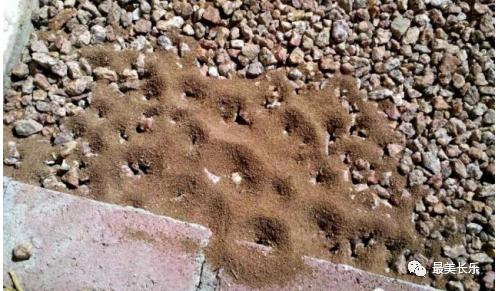 红火蚁最近发生的事,警惕红火蚁危害蔓延扩散