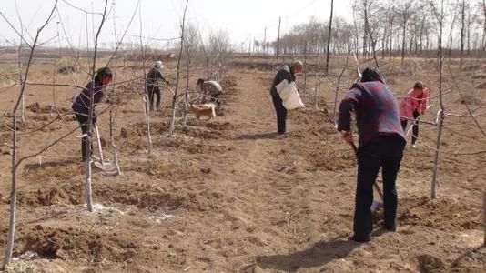 春季到来做好果树清园工作,春季苹果树清园用什么农药