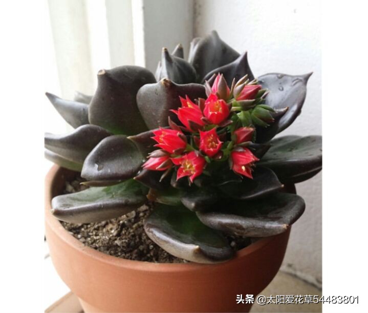 黑王子怎么养护多肉,夏季怎么养多肉黑法师避免成光杆