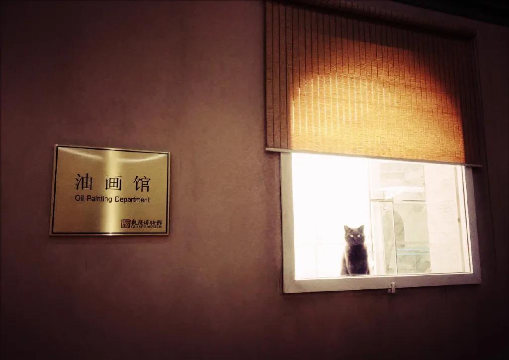 视力不好可以养黑猫吗,眼神不好的千万别养黑猫