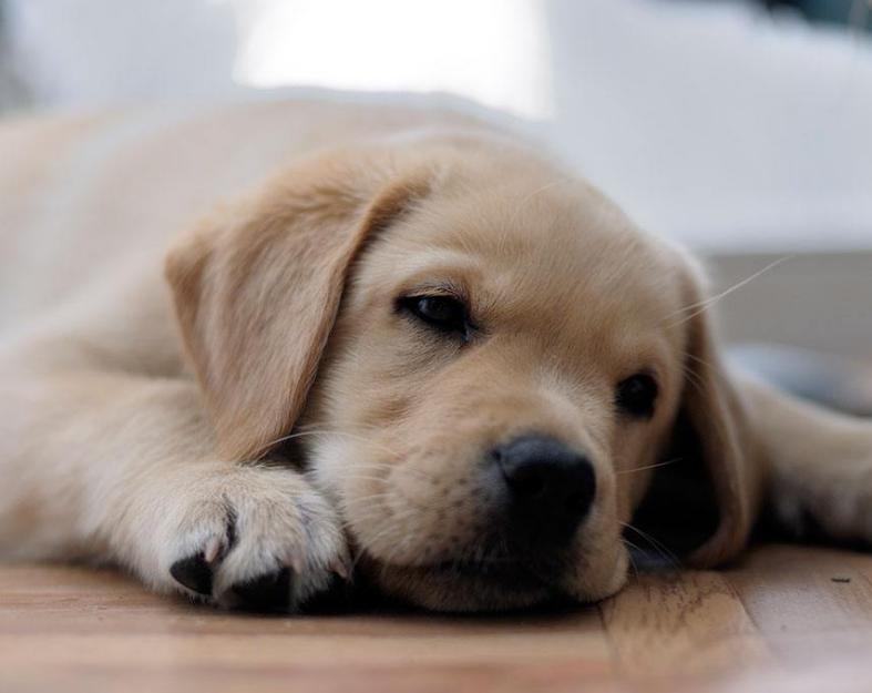 如果你家狗狗生病了怎么办,怎么发现狗狗中暑