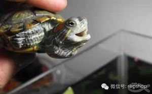 乌龟常见疾病,乌龟常见疾病图解