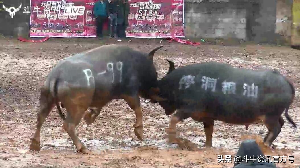 贵州甲定牛王斗牛赛,贵州斗牛牛王争霸赛2021