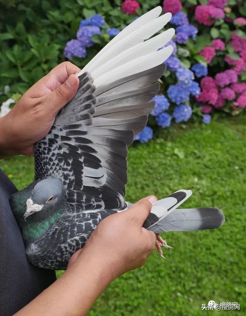 怎么看赛鸽的羽速,赛鸽南北赛线的差异性