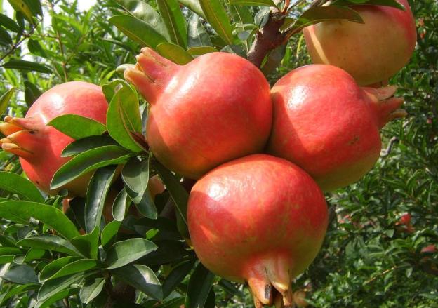 国内畅销的进口水果,最近很火的进口水果