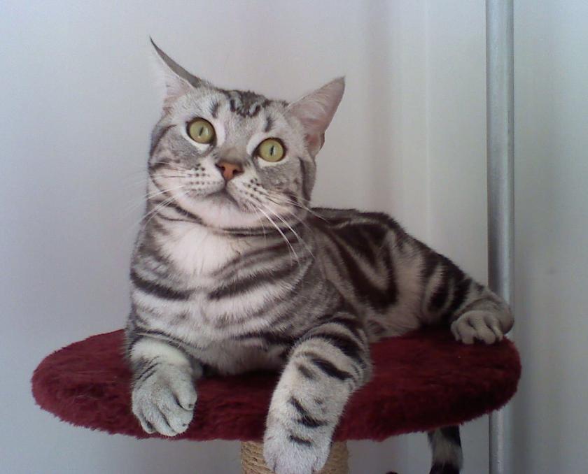 这几种猫咪千万要带回家,这五种猫咪越长越好看