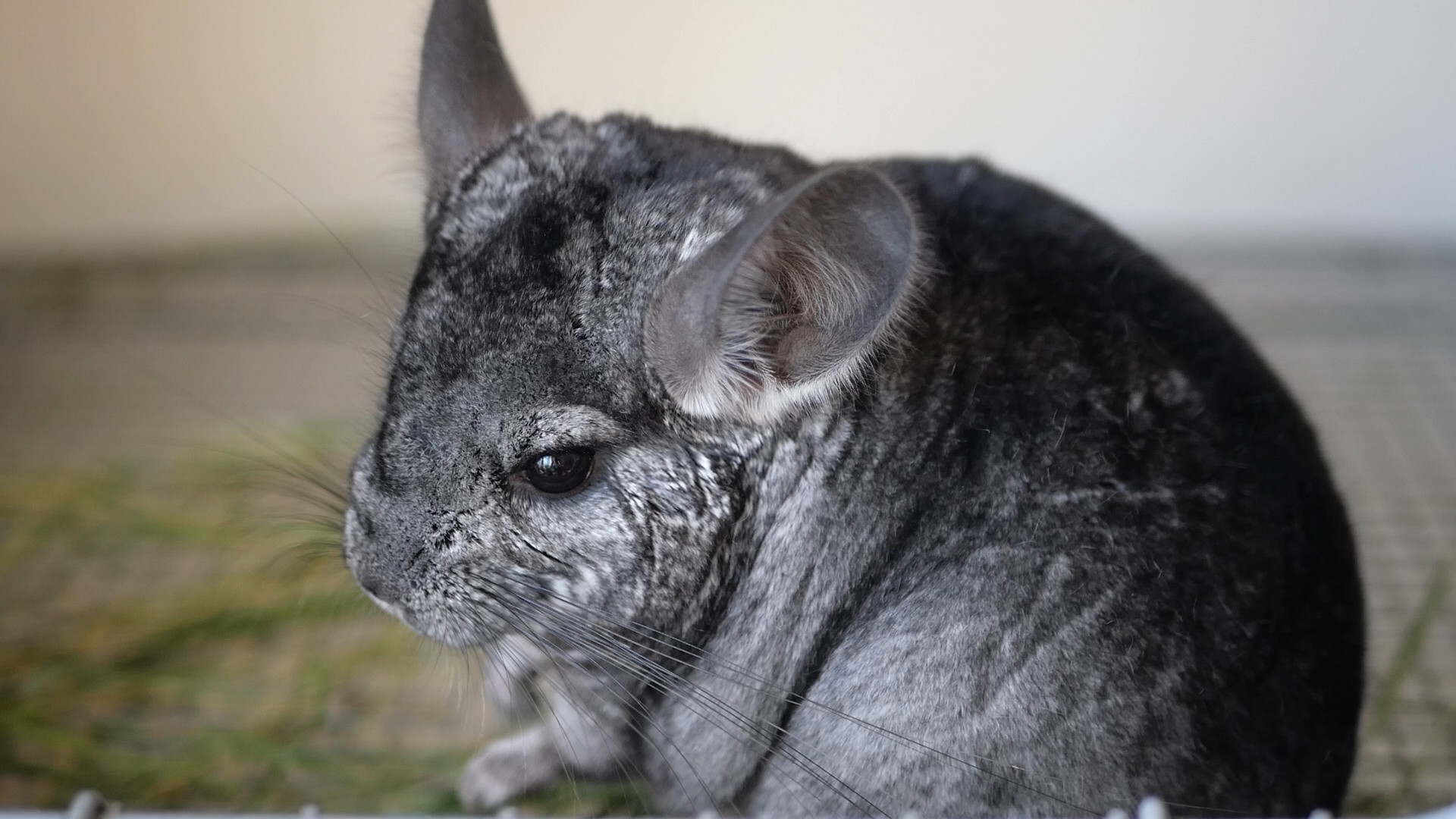 龙猫好养吗有什么优缺点,龙猫身上有味道吗
