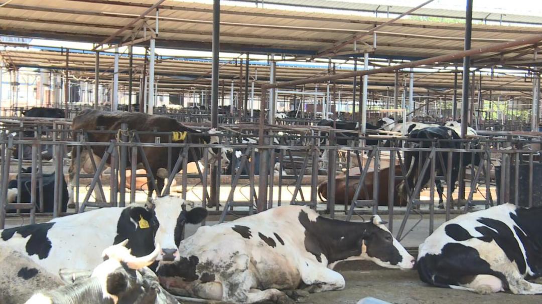 【沿着高速看西昌】高草村：农牧结合循环利用发展绿色生态养殖