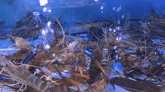 既然年终聚餐躲不掉，那就盘它啊！