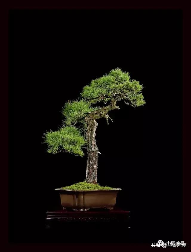 西泠印社砚台最高价拍卖记录,杭州西泠拍卖盆景