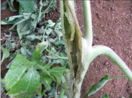 番茄青枯病和溃疡性髓部坏死区别,番茄髓部坏死病发生规律图片