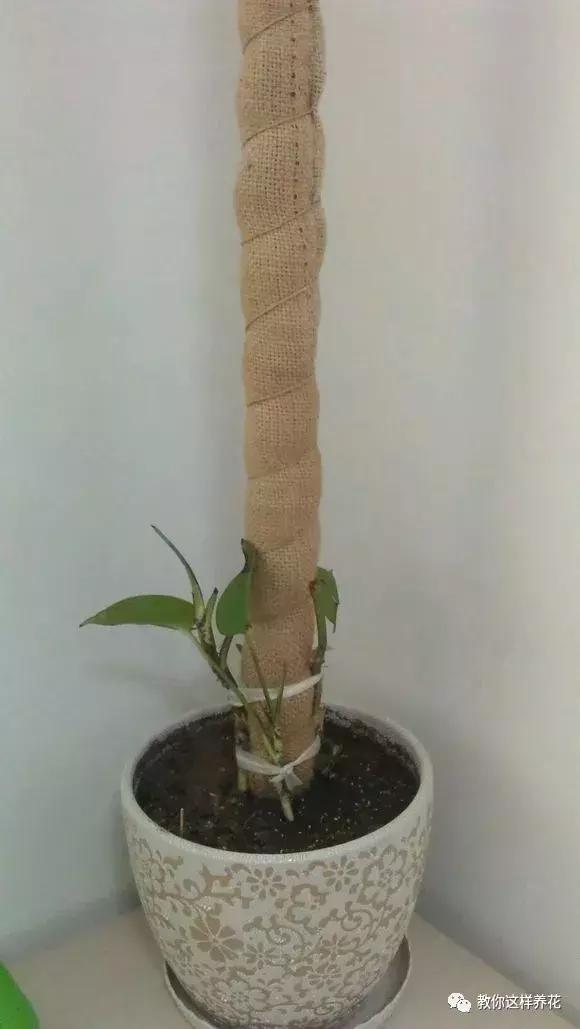 绿萝可以用枝条水养,怎么用水养绿萝绿萝才长得快