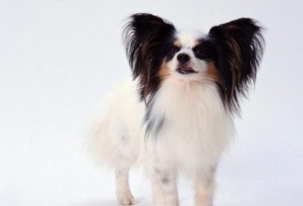 一招解决狗狗犯错,怎么纠正狗狗对自己凶