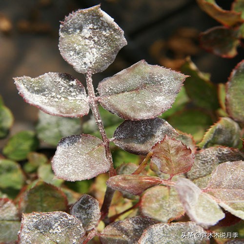 月季病害高清图,12种月季常见病害图解