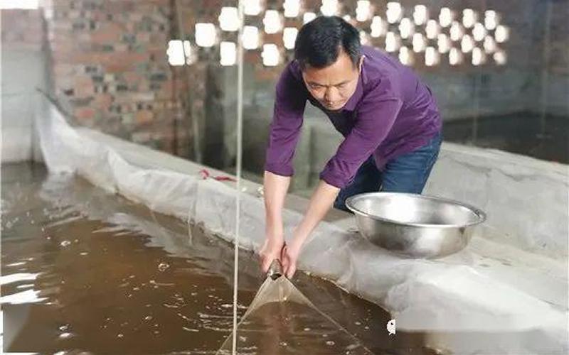 眉山小泥鳅价格,小泥鳅钻螃蟹洞