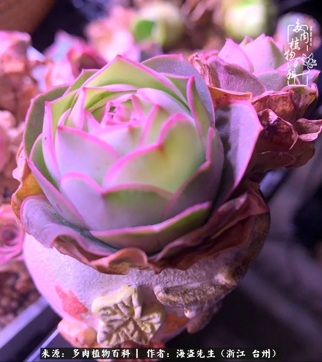 山地玫瑰养护顺口溜,山地玫瑰的养护种植注意事项视频