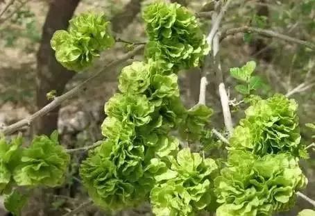 去到郑州不得不吃的六种美食,春天里最不可错过的美食
