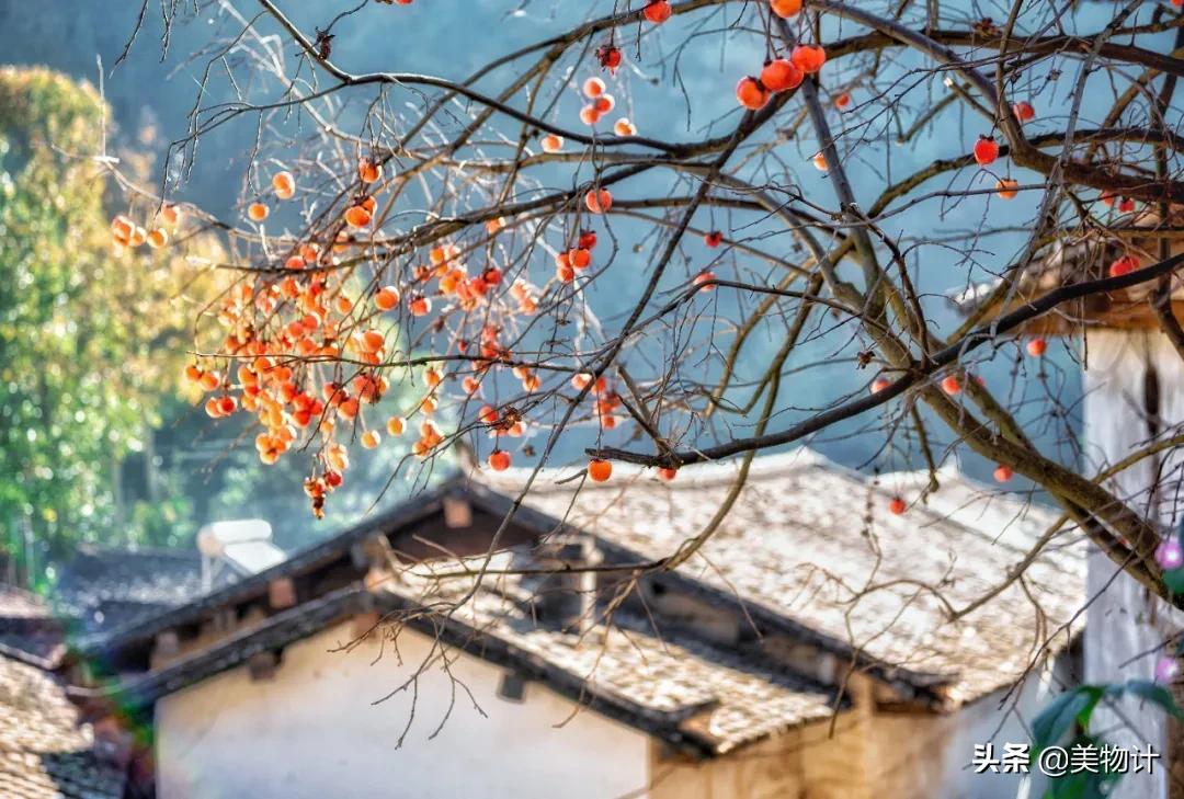 柿子红了人像摄影,柿子红了