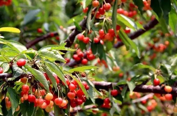 西安2023樱桃采摘园附近,西安樱桃采摘园地图