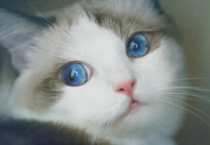 猫咪的眼睛有几种颜色,猫咪的眼睛大多是什么颜色的