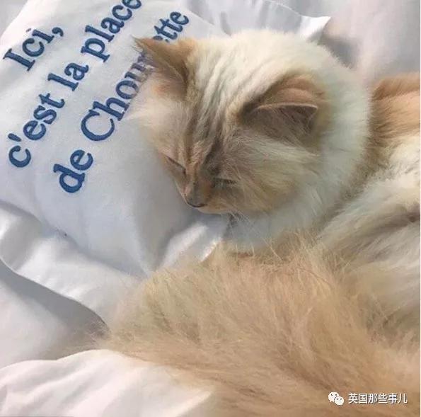 老佛爷的猫继承多少遗产,老佛爷去世后财产留给了一只猫