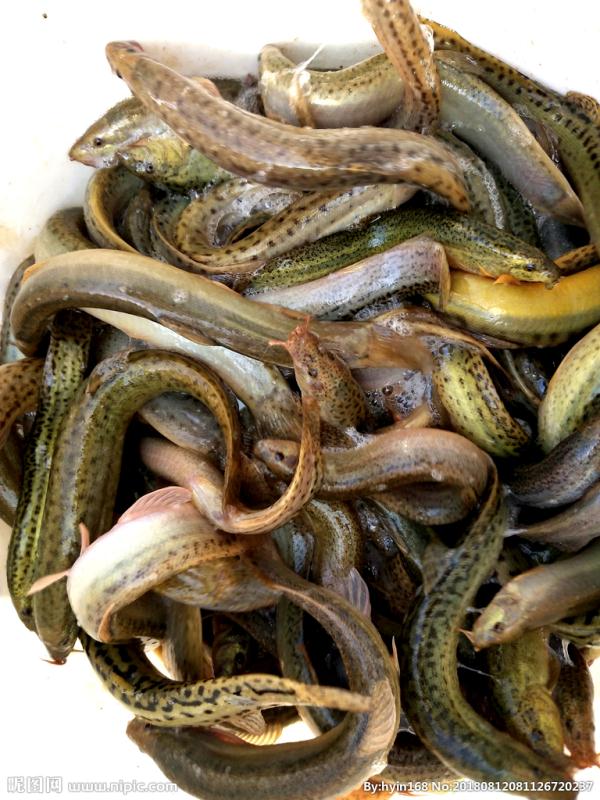 致富经泥鳅水稻生态养殖,湖北庄稼汉泥鳅养殖前景广阔