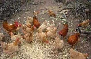 养了几只小鸡长大了怎么办,养了半个月的小鸡还为啥会死