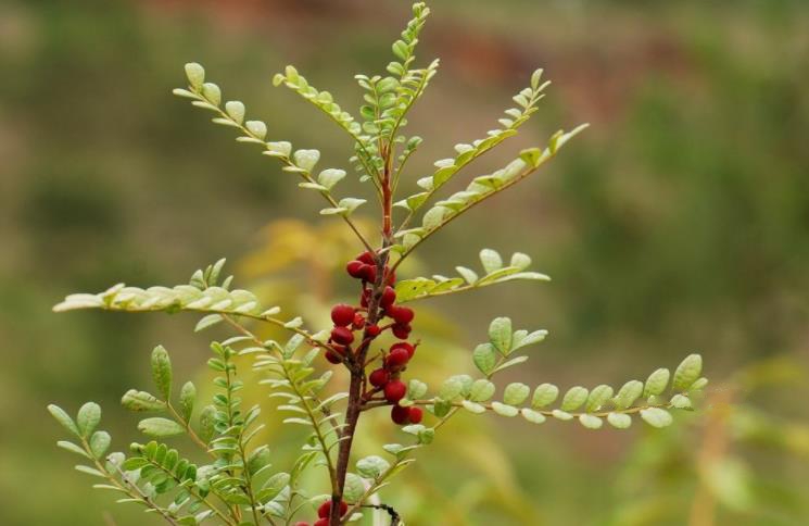 此树自带“香气”,叶子捣成泥是天然面膜,名气不佳1棵仅卖10元