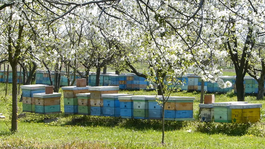 蜜蜂养殖技术怎么过箱,蜜蜂养殖技术一般几月份开始