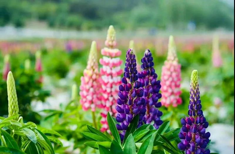 太白山避暑旅游攻略,避暑天堂太白县天气预报