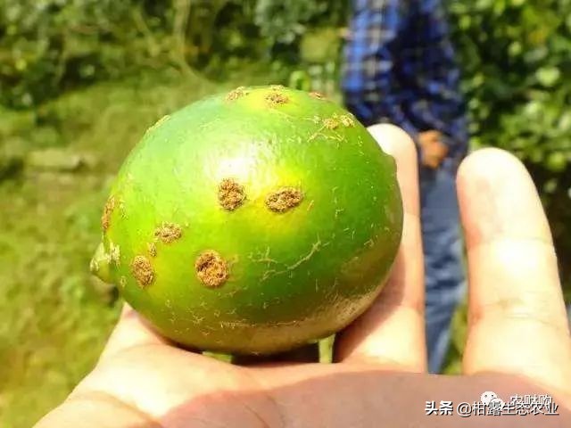 10类常见虫害高清图谱含防治方案,20种病虫害防治集合