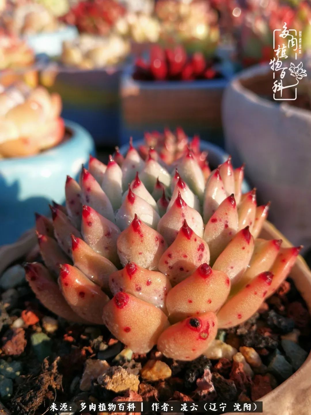 秋闲赏多肉，话育儿，亲生的自家娃，总有一刻让你怦然心动