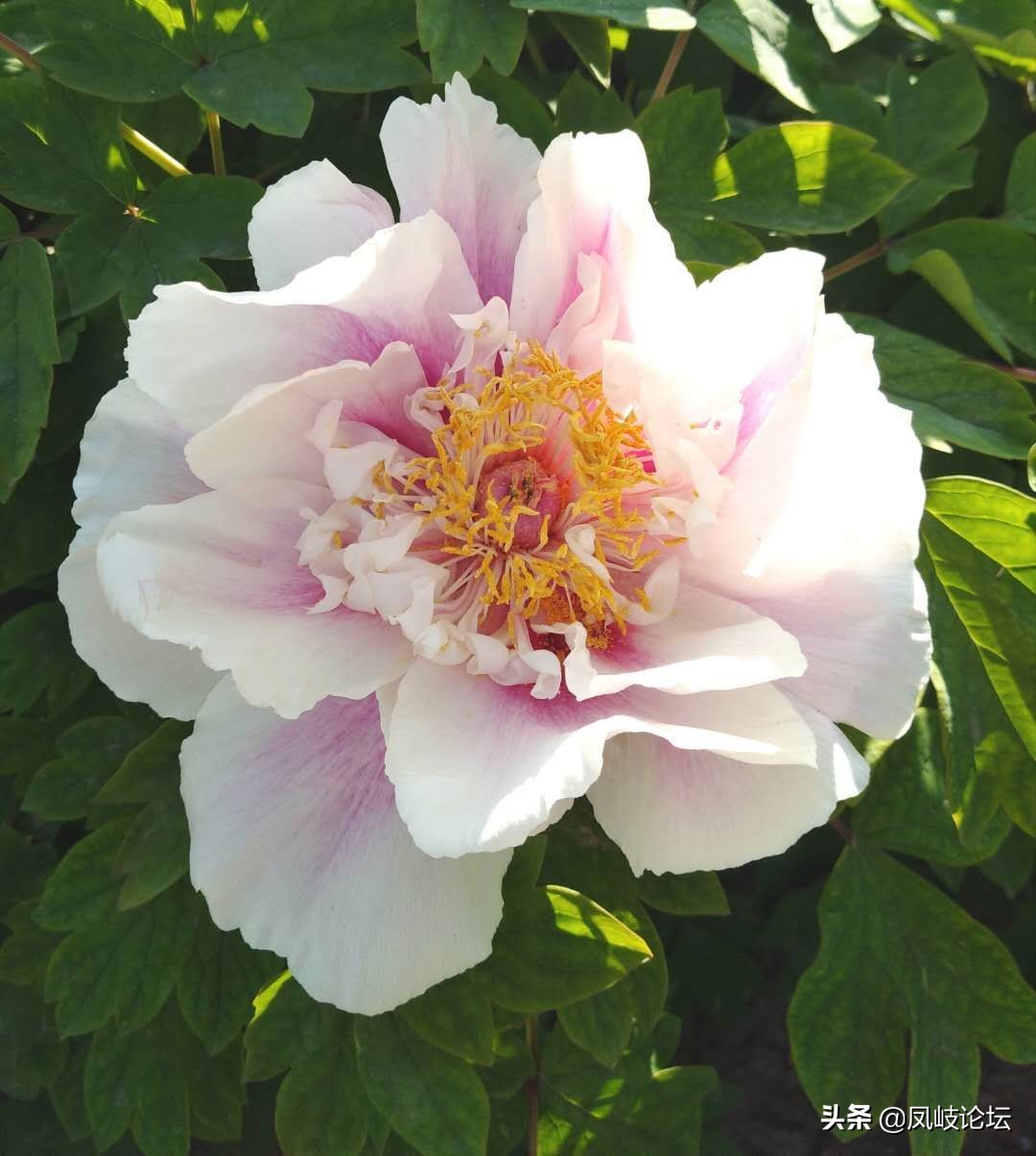 每日一语每天一语,每日一篇每日一言