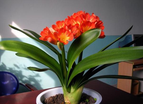 君子兰烂根处理以后能直接上盆吗,君子兰烂根怎么换盆