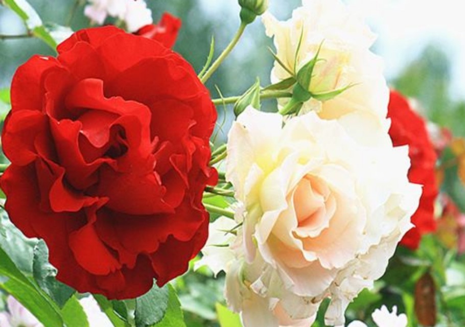 花中皇后月季花视频,小玫瑰月季怎么养护和管理