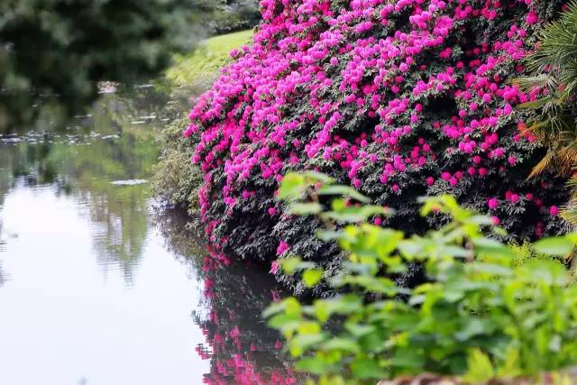 北方庭院室外耐寒植物,庭院驱蚊效果最好植物
