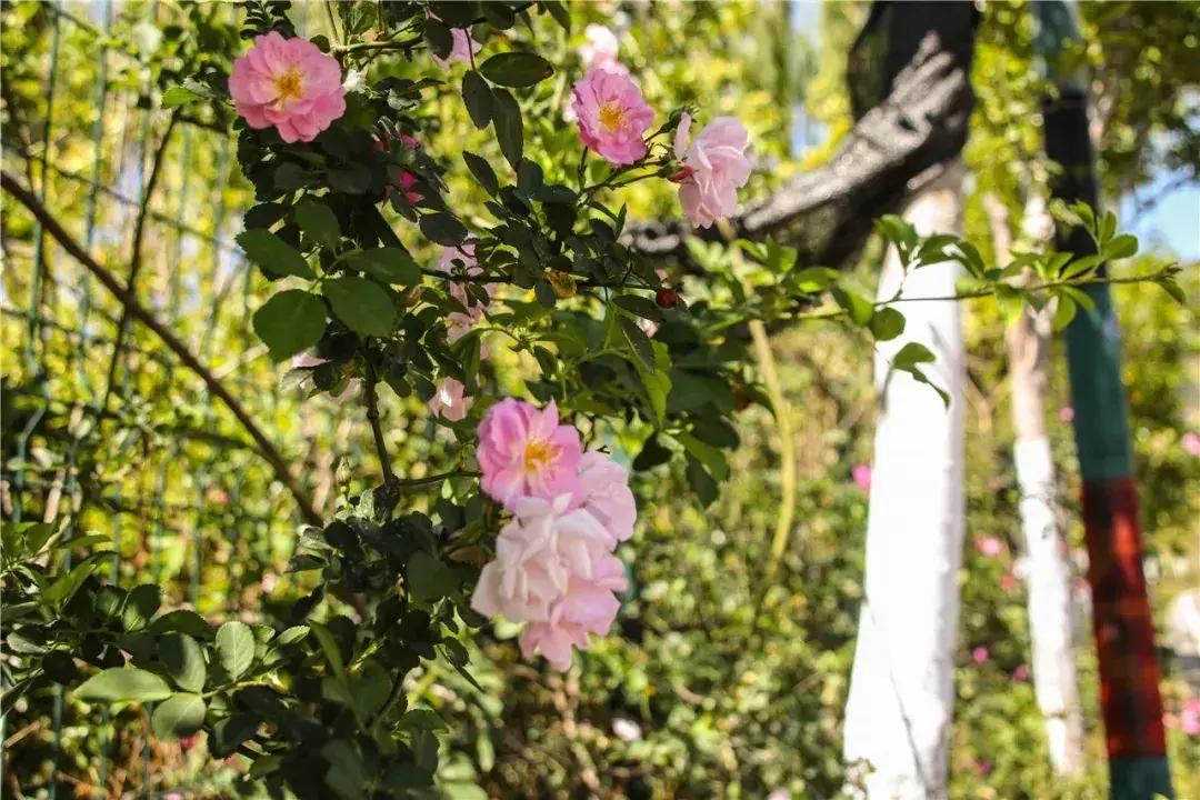 凉山最漂亮的花海,西昌赏花攻略