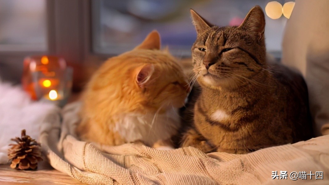 别让宠物医院榨干铲屎官的钱包——小毛病，不求人「外创篇-下」