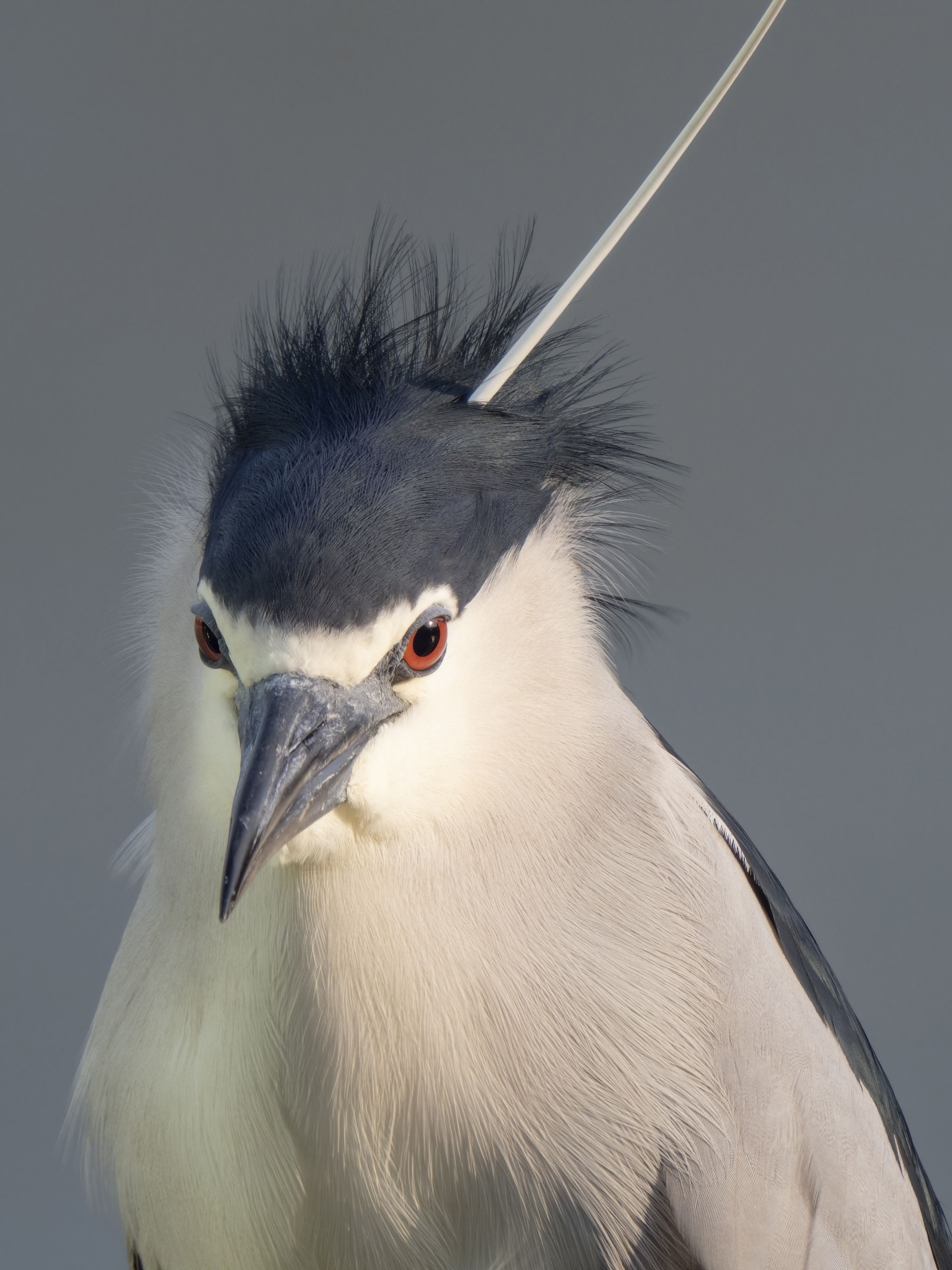 奥林巴斯60mm微距尺寸,奥林巴斯2000mm镜头