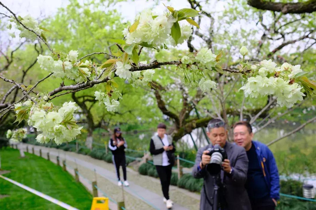 最美的花送给大家共赏,最美的花送给大家观赏