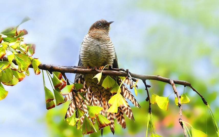 远去的布谷鸟散文,乡土散文乡魂